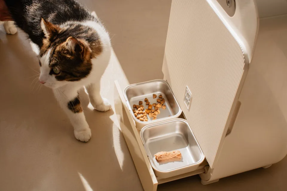 Chat domestique observant ses gamelles fraîchement remplies dans le tiroir du robot Yomy